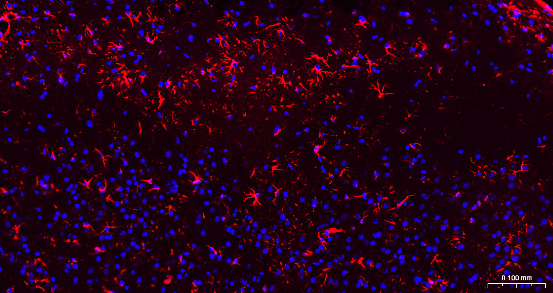 Goat Anti-Mouse IgG H&L, BF594