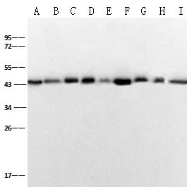 beta-Actin Loading Control Antibody, Mouse MAb | beta-Actin 内参抗体 (鼠单抗)
