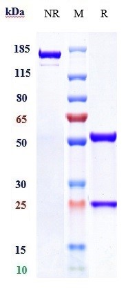 Anti-human CD38 (Isatuximab Bi