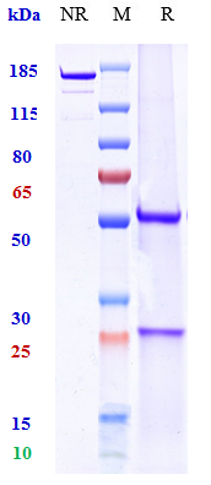 Anti-human TNFRSF5 / CD40 (Rav