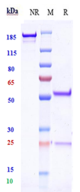 Anti-human ERG (Jackson Founda
