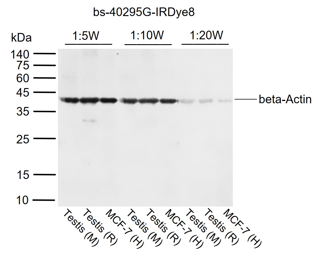 Goat Anti-Rabbit IgG H&L, IRDy