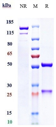 Anti-human Mesothelin (Anetuma