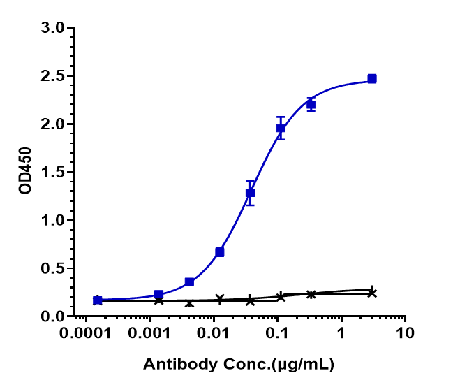 Anti-human LOXL2 (Simtuzumab B