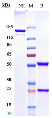 Anti-human Sphingosine-1-phosp