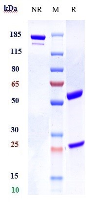 Anti-human ILDR2 (Bapotulimab 