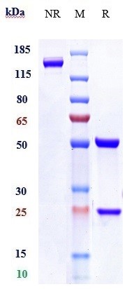 Anti-human LAG3 / CD223 (Relat
