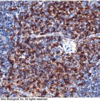 CD4 兔单抗, Rabbit MAb