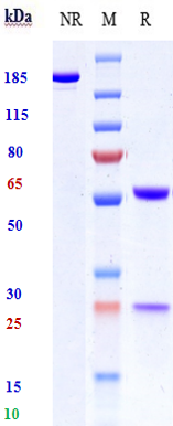 Anti-human CD19 (Immunomedics