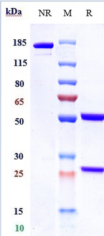 Anti-human GPC3 / Glypican-3 (