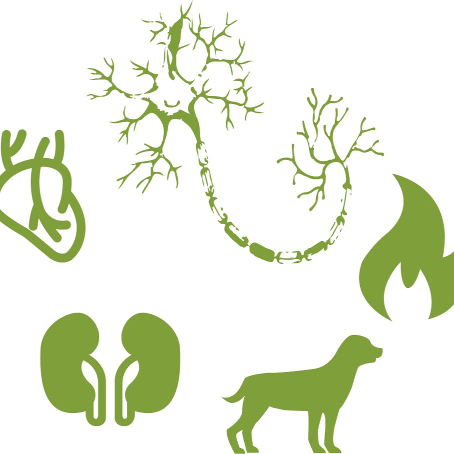 NF-L Mouse mAb(V5512)-定制/大包装