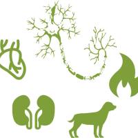 Influenza A Nucleoprotein Mouse mAb(V22715)-定制/大包装