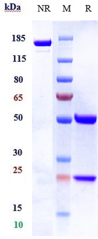 Anti-human NKG2D / CD314 (Tesn