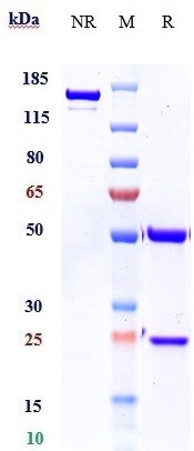 Anti-human FGF23 (Burosumab Bi