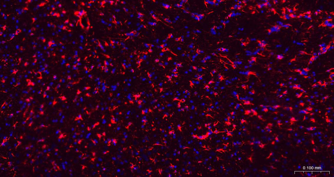 Goat Anti-Mouse IgG H&L, BF594