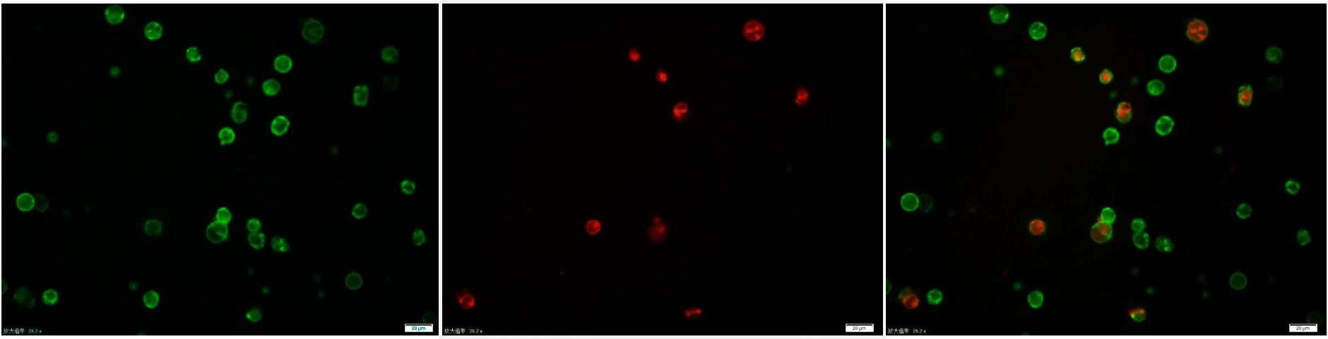 Annexin V-FITC Apoptosis Detec