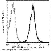 LDL Receptor / LDLR 兔单抗 (APC)
