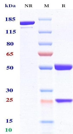 Anti-CA125 & CD3 Reference Ant