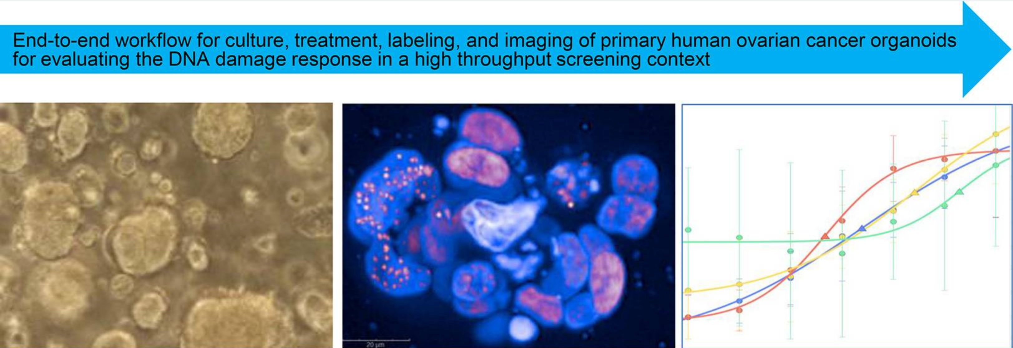 BMG LABTECH多功能酶标仪文献分享,GSK科研团队发表在ACS Pharmacology &amp; Translational Science名为A Scalable 3D High-Content Imaging Protocol for Measuring a Drug Induced DNA Damage Response Using Immunofluorescent Subnuclea