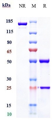 Anti-human LOXL2 (Simtuzumab B