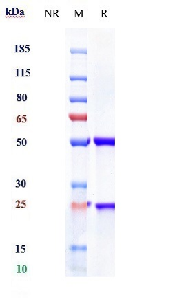 Anti-human Mesothelin (NIH pat