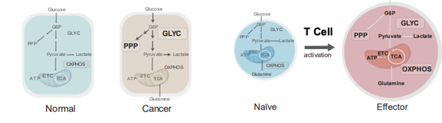 葡萄糖检测如何表征肿瘤细胞和T细胞代谢？