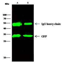 GFP 兔单抗