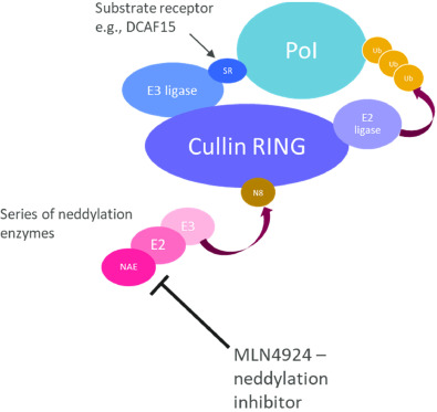 BMG LABTECH多功能酶标仪文献分享,阿斯利康及奥地利维也纳大学科研团队发表在SLAS Discovery 上名为Characterisation of high throughput screening outputs for small molecule degrader discovery