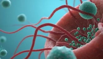 子痫前期血管病变机制突破：VEGFR1/3-瘦素轴被证实为关键致病通路