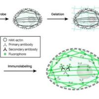 HAK-actin™扩增显微镜显微镜 肌动蛋白可视化荧光探针