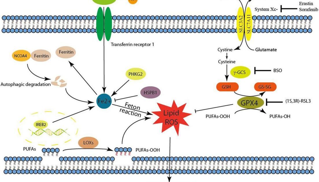 铁死亡的“潘多拉魔盒”：开启疾病治疗新世界的钥匙何在？