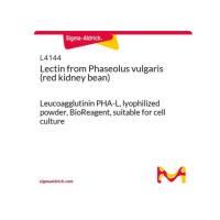 来自 菜豆的凝集素 （红芸豆）..