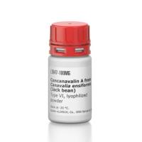 伴刀豆球蛋白A 来源于洋刀豆 (刀豆).