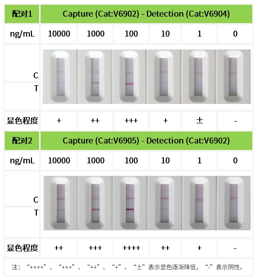 重点推荐 | 高灵敏度DBP配对抗体！