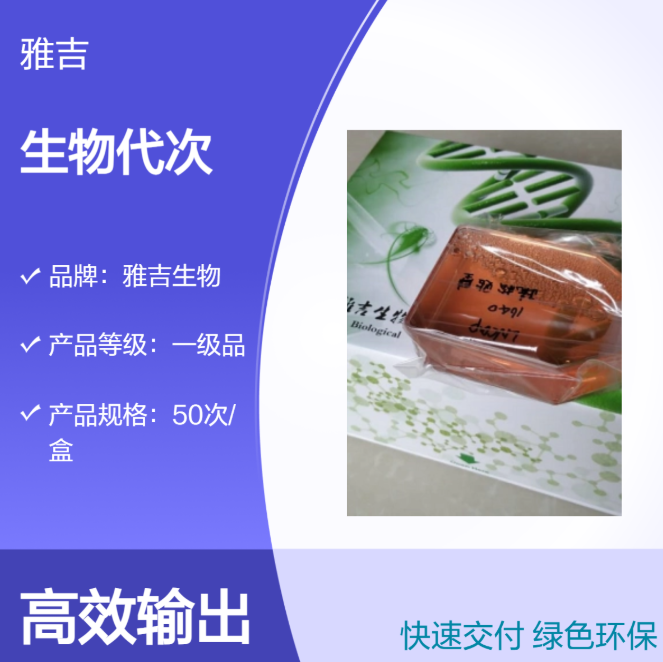 人非小细胞肺癌细胞A549培养体系