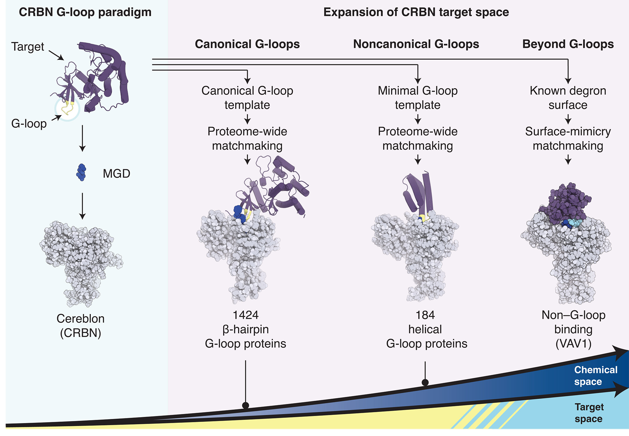 BMG LABTECH多功能酶标仪文献分享,生物科技公司 Monte Rosa Therapeutics 的团队开展了一项突破性研究，发表在Science上题为Mining the CRBN target space redefines rules for molecular glue–induced neosubstrate recognition