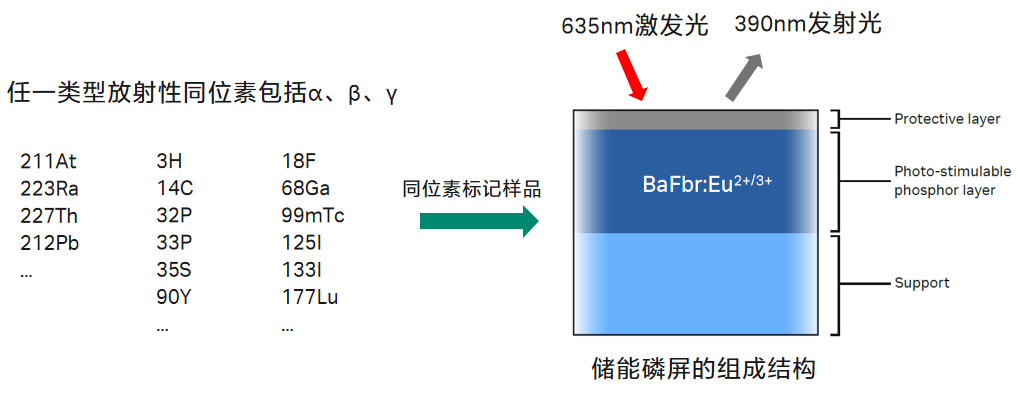 Amersham Typhoon™ 激光扫描成像仪