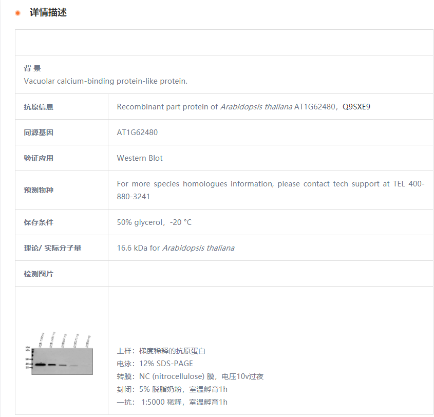 【植物抗体】Anti-CCaP1/ Cytosolic ca