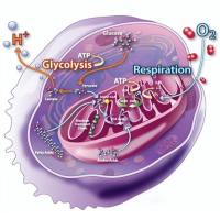 新型酰化蛋白质组学服务