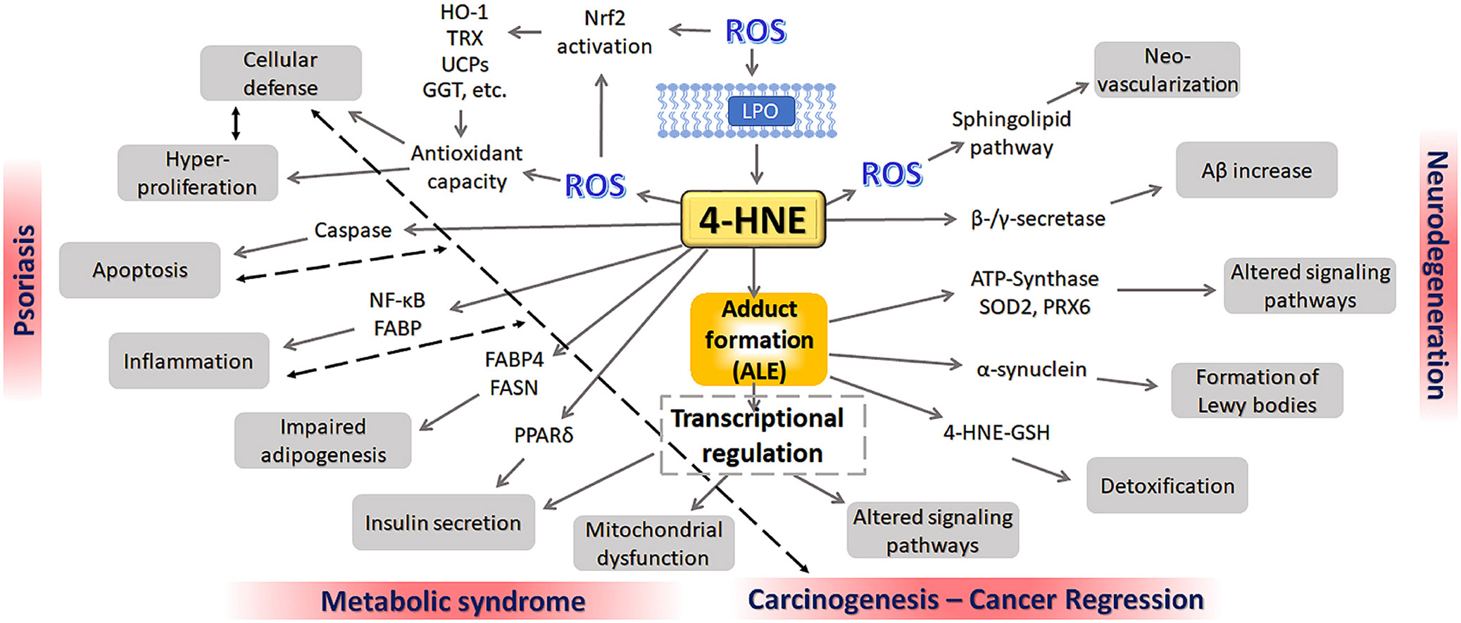 Bioss爆品推荐 | 从4-HNE靶点入手,揭开疾病“氧化损伤”之谜