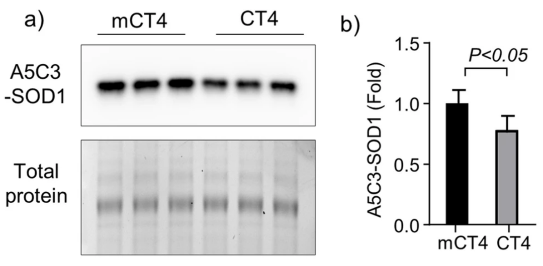 氧化SOD1与神经干细胞衰老