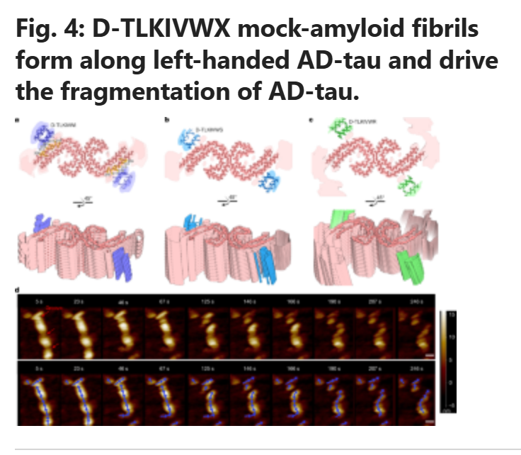 BMG LABTECH多功能酶标仪文献分享,UCLA Eisenburg 领导的研究团队发表在Nature 名为How short peptides disassemble tau fibrils in Alzheimer’s disease