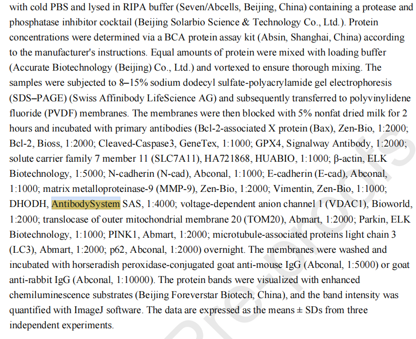 Anti-DHODH Polyclonal Antibody