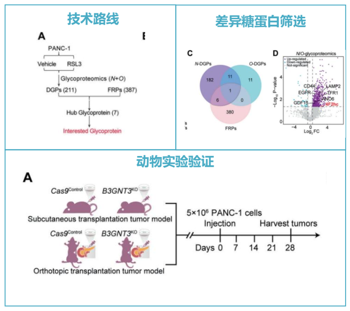 糖基化蛋白质组学服务