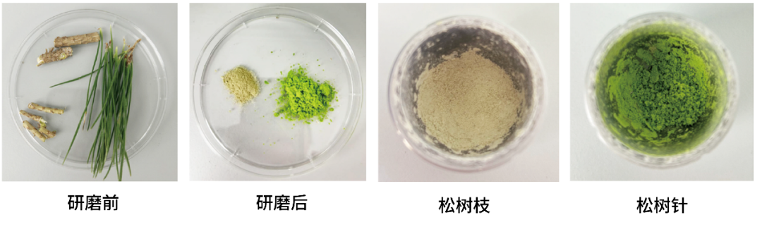 难磨样本克星，30秒高效高通量研磨