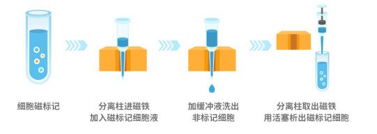小鼠CD8分选磁珠 Mouse CD8 Nanobeads