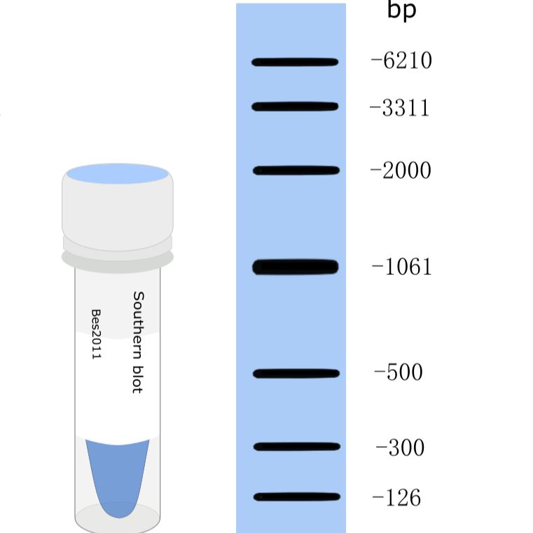 Southern blot Marker-Biotin/DIG