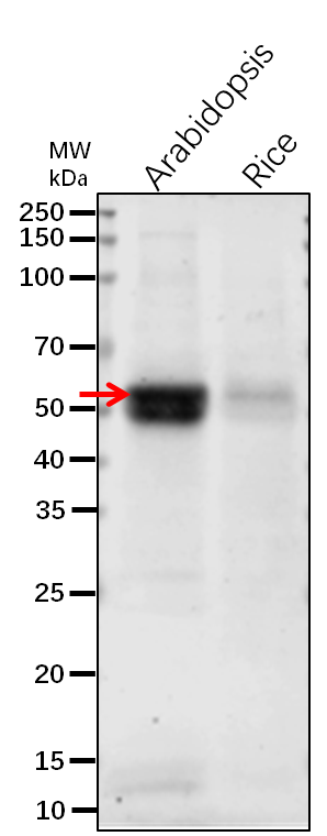【植物抗体】Anti-CBR1/ NADH--cytochr