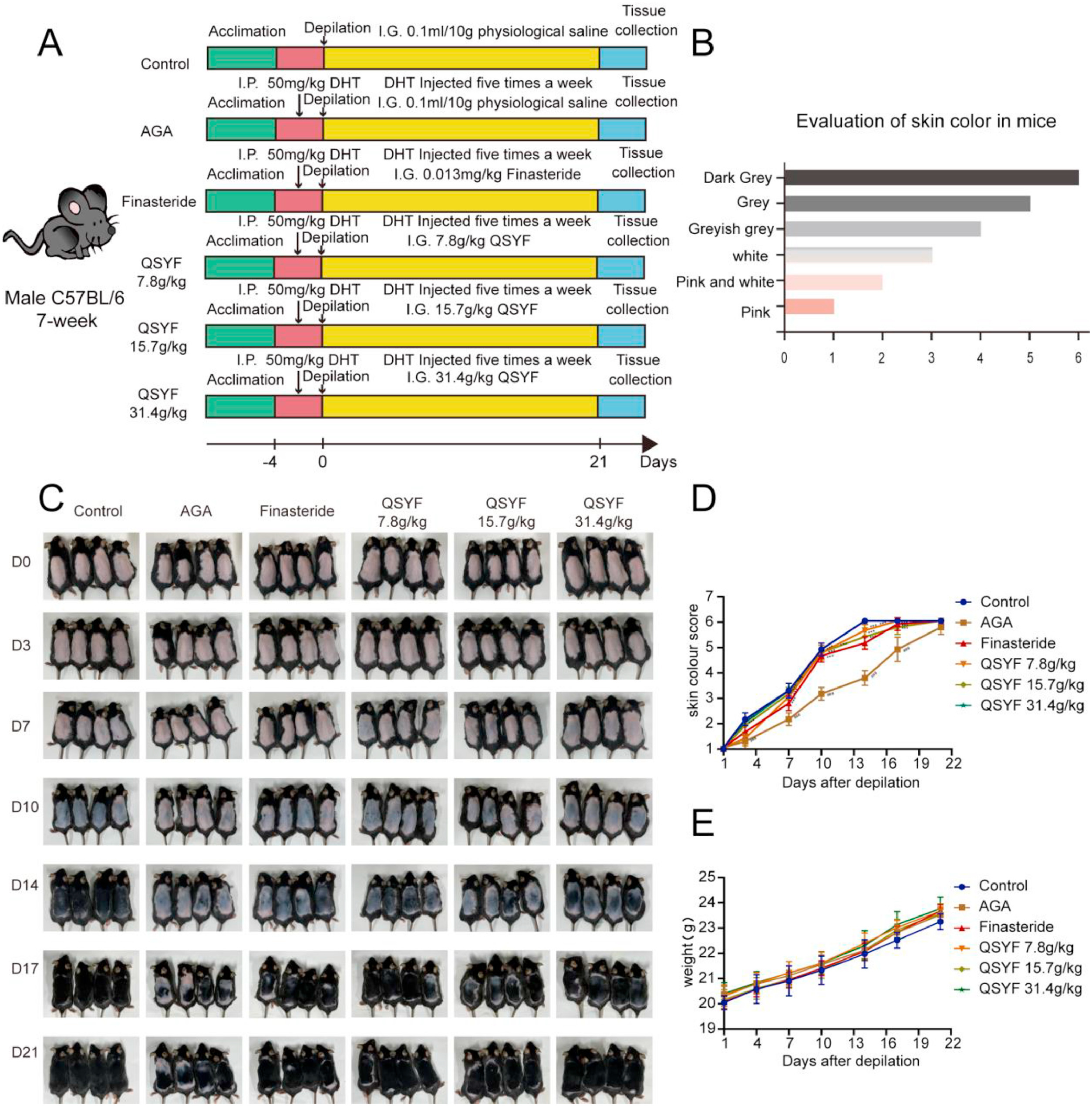 IF：8.3，转录组测序+网络药理学验证，揭秘百年中药如何唤醒“沉睡”毛囊！