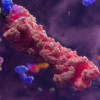 SUMO化蛋白质组学服务